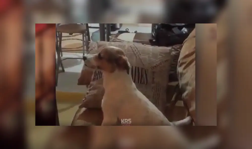 Desliza las imágenes hacia la izquierda para apreciar la reacción de un perro tras mirar películas de terror. Desliza las imágenes hacia la izquierda para apreciar la reacción de un perro tras mirar películas de terror.