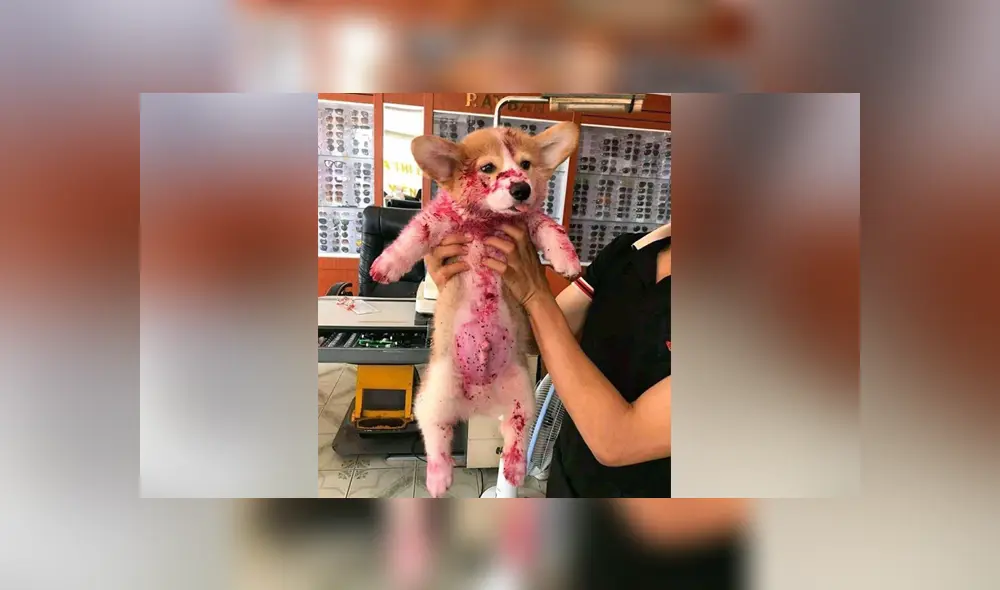 A través de Facebook se hizo viral la historia de esta mujer, quien creyó que su perro estaba herido. A través de Facebook se hizo viral la historia de esta mujer, quien creyó que su perro estaba herido.
