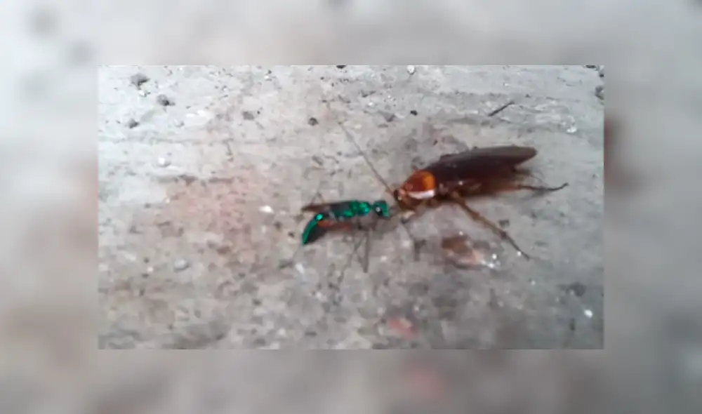 YouTube: ¿Las cucarachas se pueden volverse 'zombies'? Este extraño insecto podría provocarlo