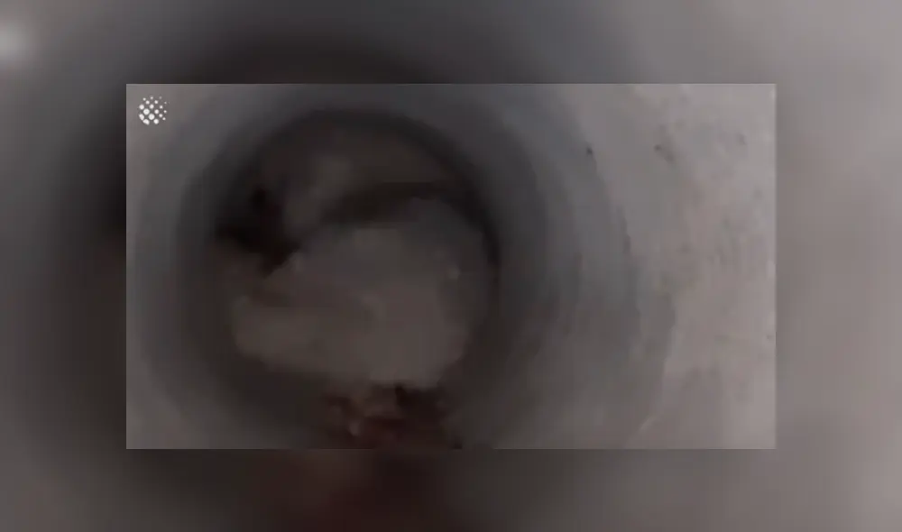 Desliza hacia la izquierda para ver el conmovedor rescate de un perro. Imágenes de YouTube.