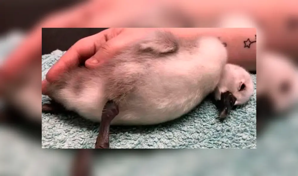 Cisne bebé no soportó el severo daño cerebral que sufrió y murió. Foto: Twitter