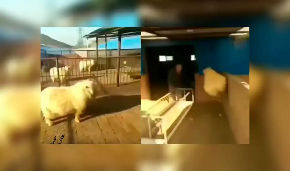 Facebook: oveja ve a hombre desconocido en su territorio y lo ataca con patada 'karateca'