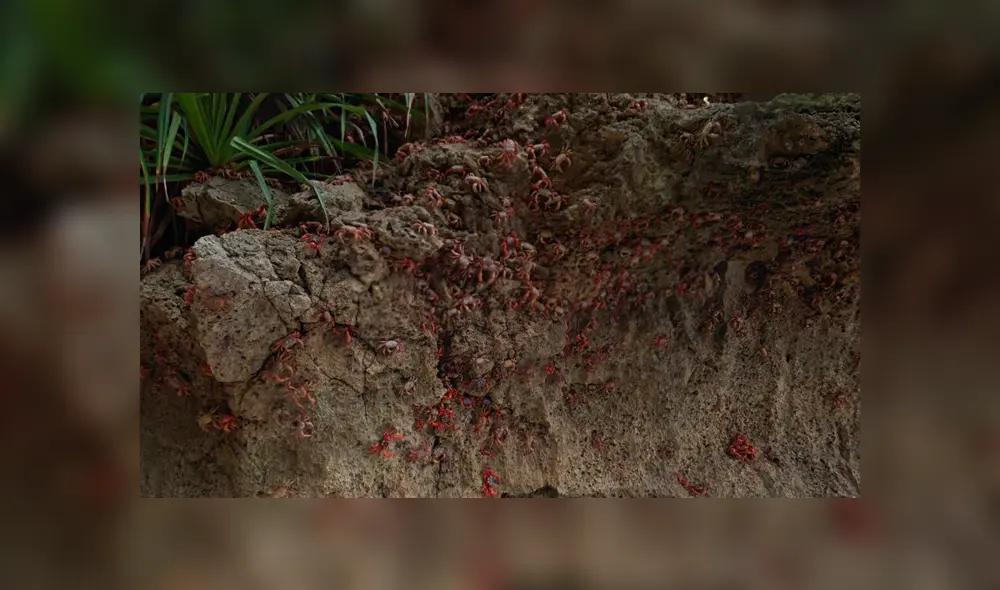 Google Maps: cámaras cantan a miles de cangrejos atacando a una muchacha [FOTOS]