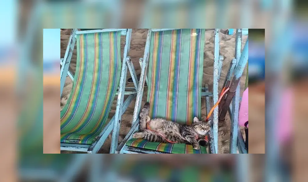 En Facebook, un pequeño gato visitó una maravillosa playa junto a su dueña y demostró su felicidad.