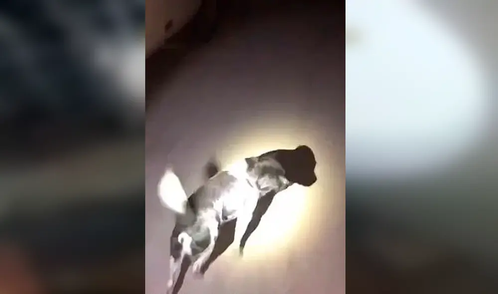 Desliza las imágenes para ver a la tierna perrita pidiendo ayuda a los bomberos para rescatar a su cachorro. Foto: captura de YouTube Desliza las imágenes para ver a la tierna perrita pidiendo ayuda a los bomberos para rescatar a su cachorro. Foto: captura de YouTube