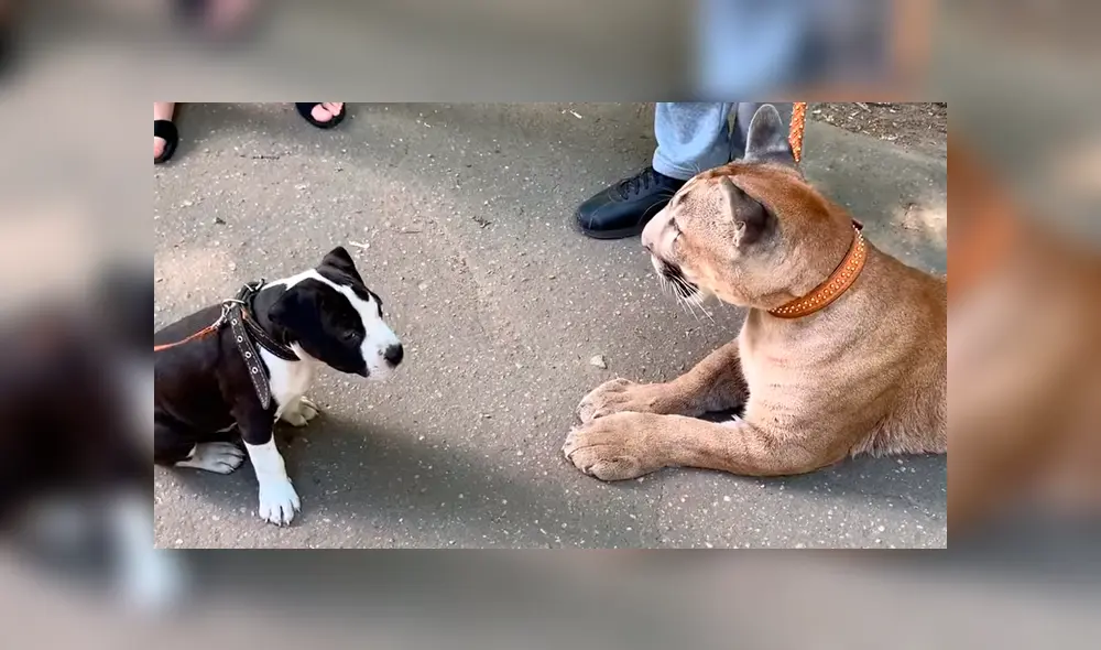 Puma se junta con perro. Puma se junta con perro.