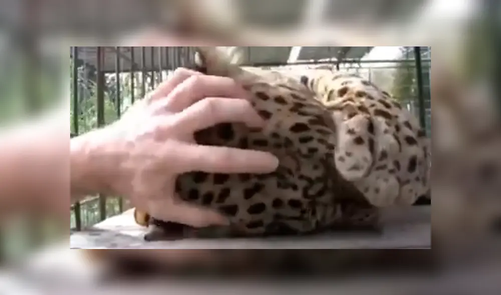En YouTube, un hombre no tuvo miedo al pretender acariciar a un peligroso leopardo que lo sorprendió con su reacción. En YouTube, un hombre no tuvo miedo al pretender acariciar a un peligroso leopardo que lo sorprendió con su reacción.