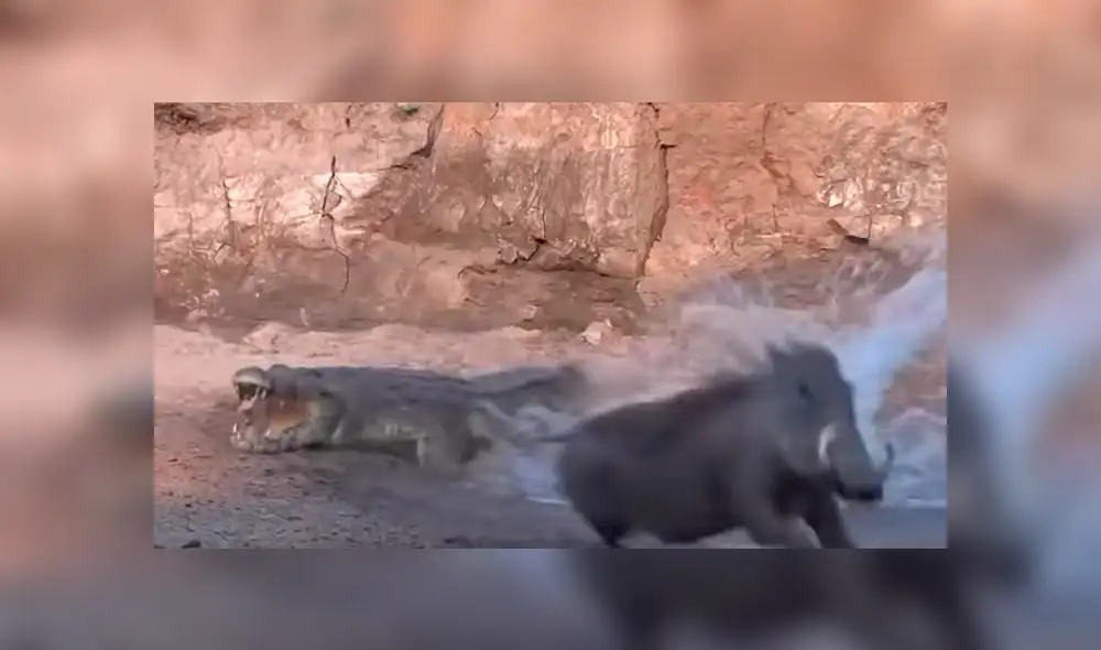 YouTube viral: sediento jabalí acudió a lago para beber agua y se encontró con feroz cocodrilo [VIDEO]