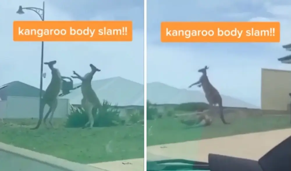 Golpes, arañazos y hasta 'llaves de lucha'. Los canguros se dieron con todo. Foto: captura de TikTok.