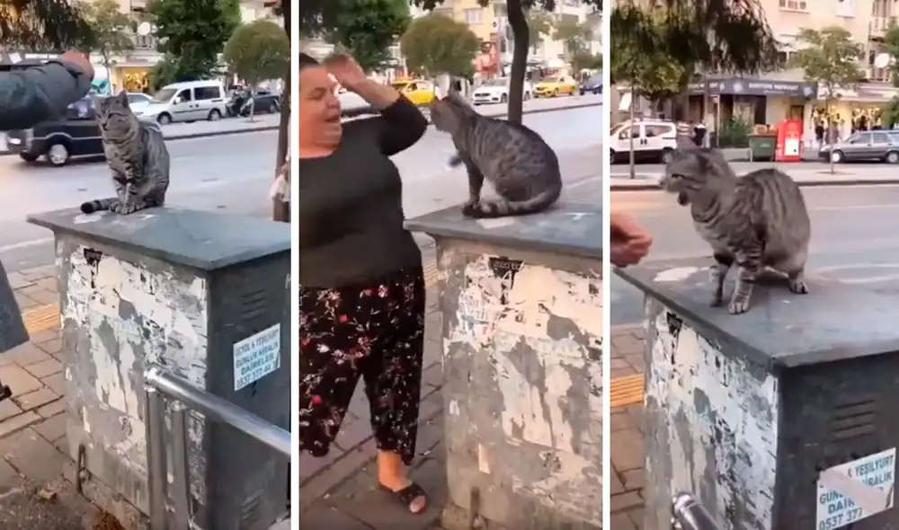 Desliza las imágenes para conocer la reacción de un gato que odia recibir afecto de los transeúntes. Foto: captura de TikTok