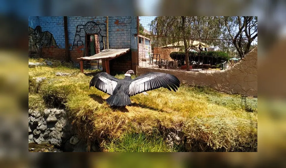 El Zoomundo de Arequipa alberga especies que fueron rescatadas por Serfor.