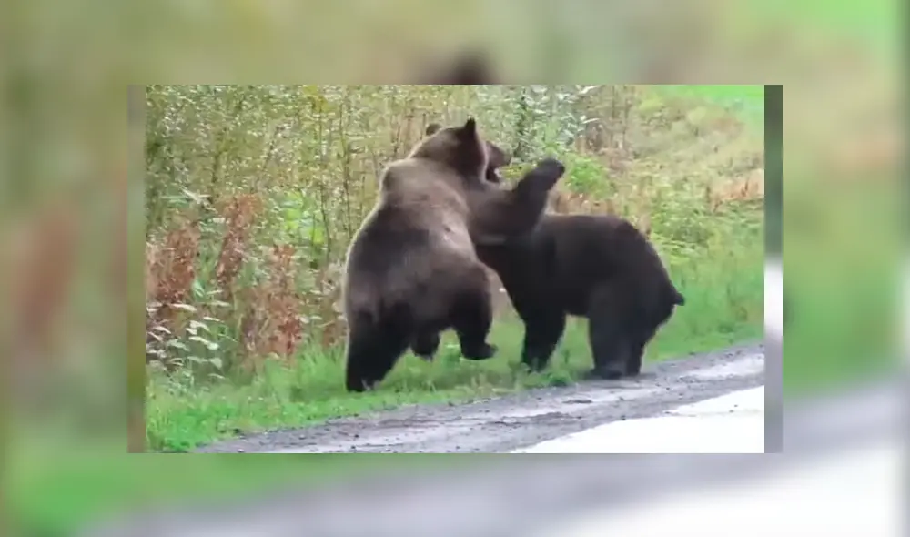 Mujer tuvo que parar su vehículo al toparse con la batalla de dos enormes osos cuando manejaba por una extensa carretera Mujer tuvo que parar su vehículo al toparse con la batalla de dos enormes osos cuando manejaba por una extensa carretera