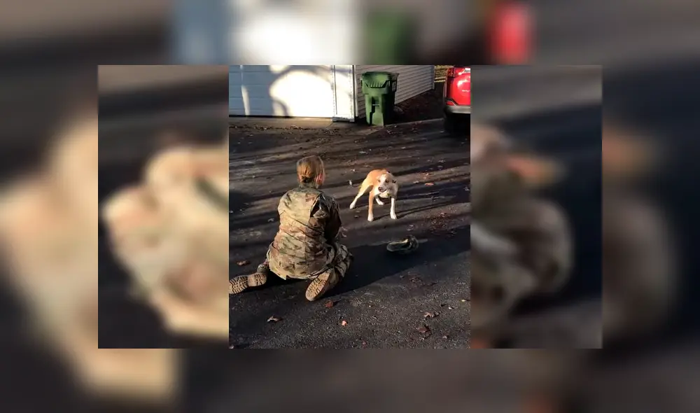 El can no reconocía a su dueña al verla después de tiempo, pero su conducta cambió cuando tuvo contacto con ella. El emotivo reencuentro se hizo viral en YouTube. El can no reconocía a su dueña al verla después de tiempo, pero su conducta cambió cuando tuvo contacto con ella. El emotivo reencuentro se hizo viral en YouTube.