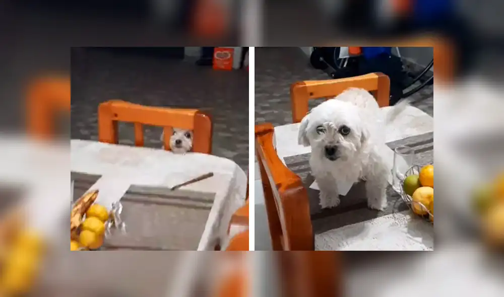 Desliza las imágenes hacia la izquierda para apreciar la terrible acción de un perro al no soportar el hambre. Foto: Captura.