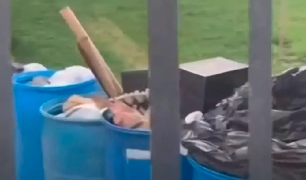 Una cámara de seguridad captó cuando los animales sin vida fueron arrojados al basurero. Foto: captura video Una cámara de seguridad captó cuando los animales sin vida fueron arrojados al basurero. Foto: captura video