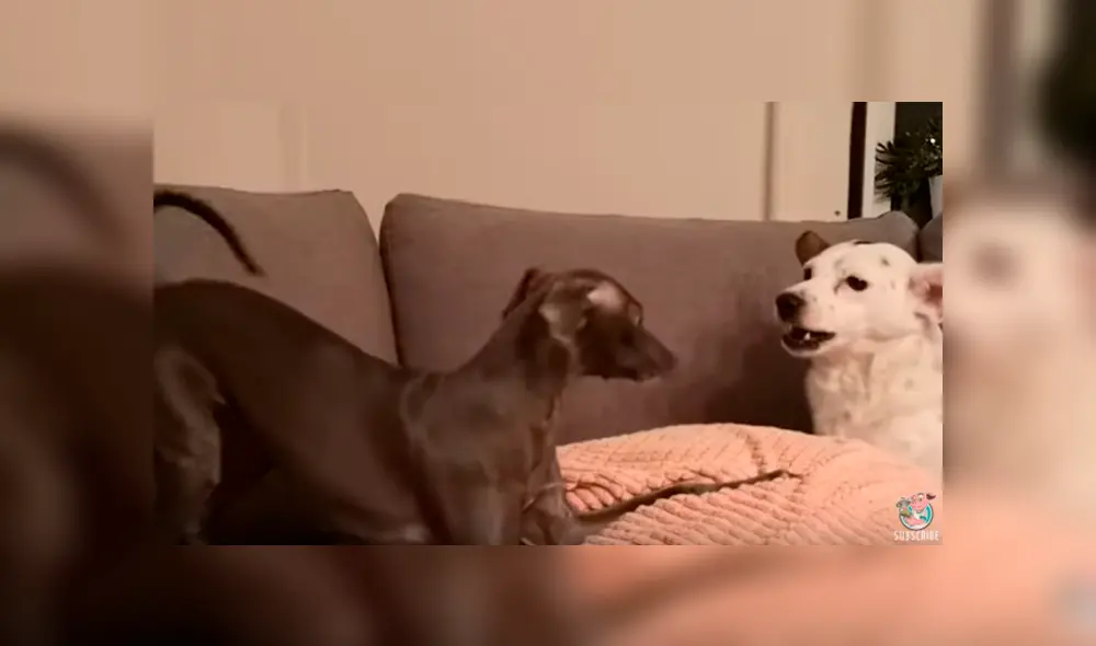 Desliza a la izquierda para ver la impresionante reacción de la perra que no quería jugar. (Foto: Facebook)