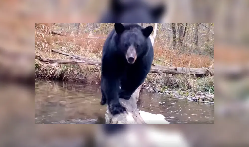 Desliza las imágenes hacia la izquierda para observar a los animales que pasean por un tronco caído en un cauce.