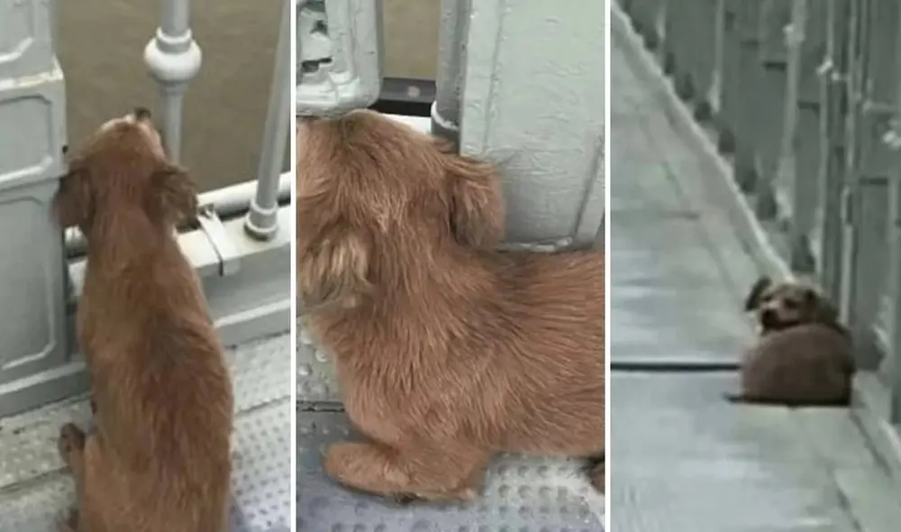 El perro estuvo esperando a su dueño durante cuatro días en el puente Yangtze en Wuhan. Foto: Clarín