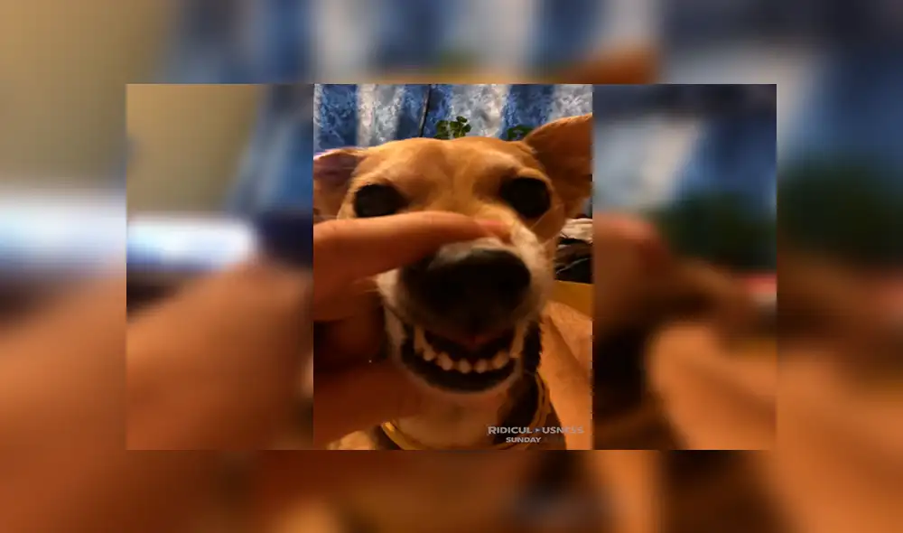 En Facebook, un joven agarró el hocico de su perro para hacer que ‘hable’ y el resultado hizo reír a miles. En Facebook, un joven agarró el hocico de su perro para hacer que ‘hable’ y el resultado hizo reír a miles.