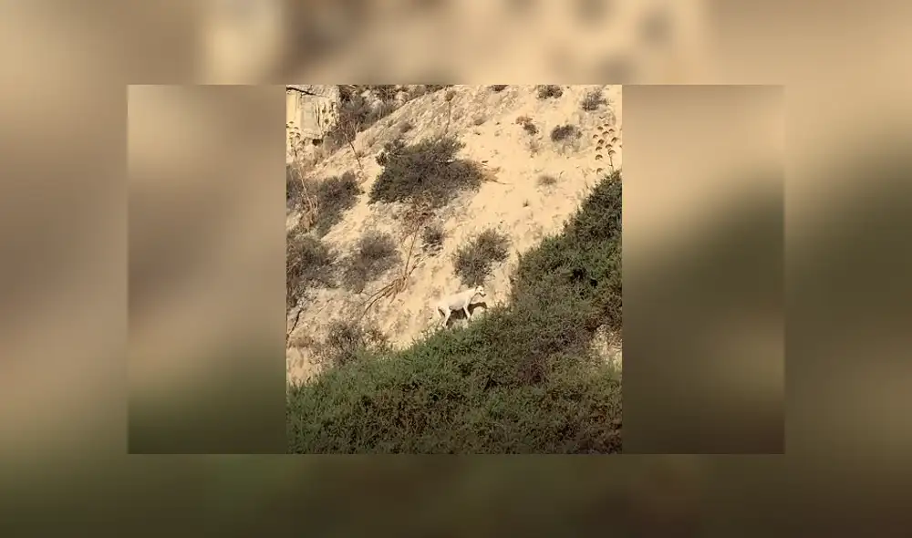 La perrita fue rescatada junto a sus crías, con las cuales vivía escondida en una montaña. Foto: El Dodo / Facebook La perrita fue rescatada junto a sus crías, con las cuales vivía escondida en una montaña. Foto: El Dodo / Facebook