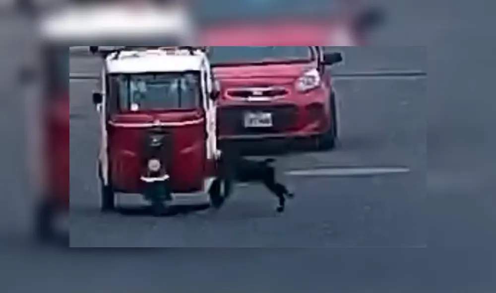 Perro se metió a una transitada avenida por seguir a manada y chocó de forma abrupta contra mototaxi ocasionando que se volteara Perro se metió a una transitada avenida por seguir a manada y chocó de forma abrupta contra mototaxi ocasionando que se volteara