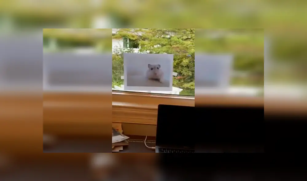 Desliza las imágenes para apreciar el pedido de una joven a su madre para adoptar a un hámster en casa. Fotocaptura: ViralHog. Desliza las imágenes para apreciar el pedido de una joven a su madre para adoptar a un hámster en casa. Fotocaptura: ViralHog.