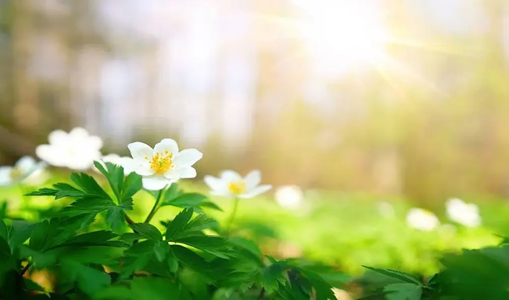 La primavera es una de las estaciones cálidas del año. Foto: difusión La primavera es una de las estaciones cálidas del año. Foto: difusión