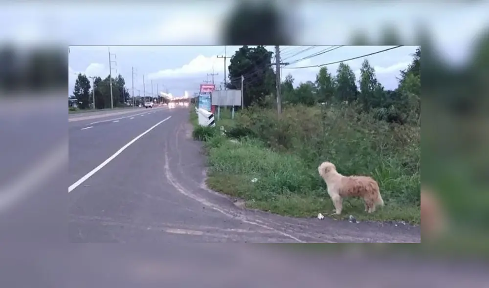 Después de 4 años, Leo por fin se encontró con su familia. Foto: Facebook Después de 4 años, Leo por fin se encontró con su familia. Foto: Facebook