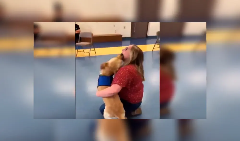 En YouTube, un perro lazarillo olvidó su entrenamiento cuando volvió a ver a su profesora, quien lo cuidó desde bebé. En YouTube, un perro lazarillo olvidó su entrenamiento cuando volvió a ver a su profesora, quien lo cuidó desde bebé.