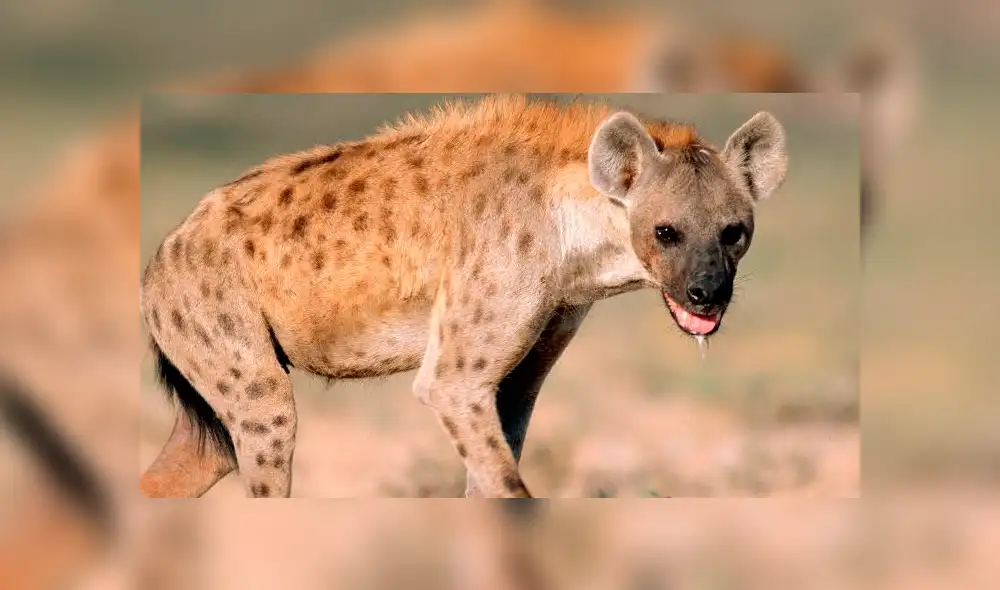 YouTube: Una hiena encontró la muerte al ingresar por error a un campo de leones [VIDEO]