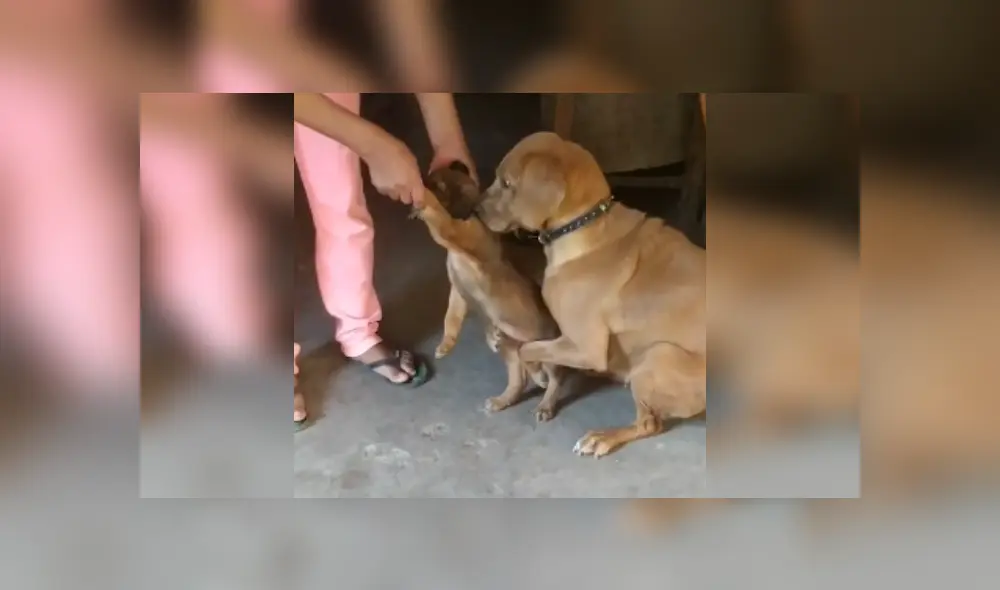 Desliza hacia la izquierda para ver más imágenes de esta emotiva escena. (Foto: captura / TikTok) Desliza hacia la izquierda para ver más imágenes de esta emotiva escena. (Foto: captura / TikTok)