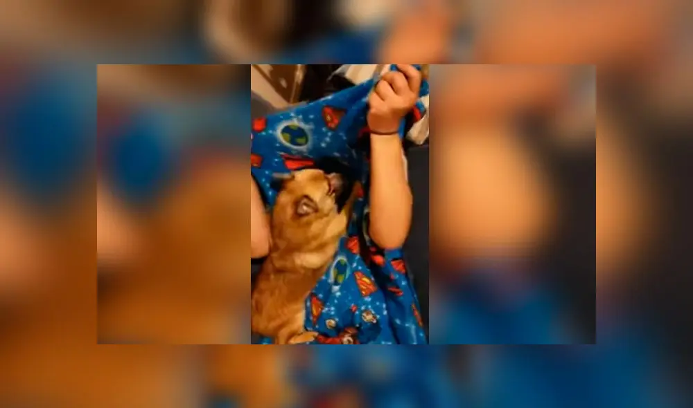 Desliza las imágenes para ver la dramática reacción que tuvo un cachorro al creer que su dueña había desaparecido. Foto: RM Videos