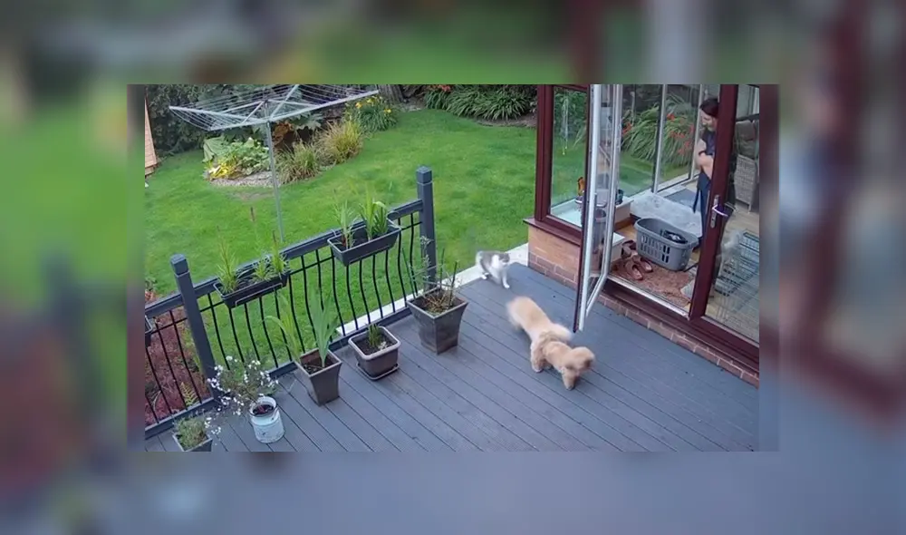 Video es viral en TikTok. Cámara de seguridad captó la graciosa actuación del felino al ver que los canes se negaban a entrar a casa pese al llamado de su dueña. Fotocaptura: TikTok Video es viral en TikTok. Cámara de seguridad captó la graciosa actuación del felino al ver que los canes se negaban a entrar a casa pese al llamado de su dueña. Fotocaptura: TikTok