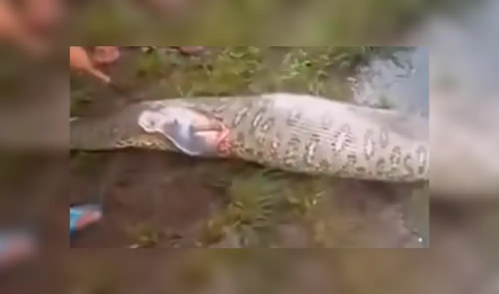 YouTube viral: cercenan el cuerpo de serpiente y encuentran increíble criatura dentro [VIDEO]