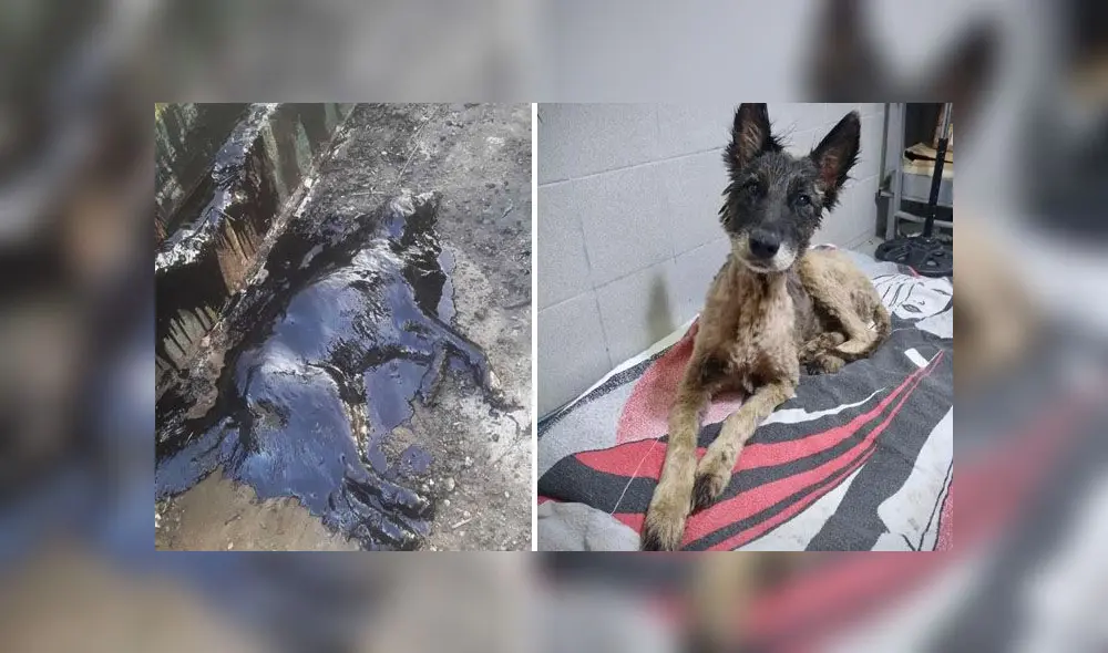 Desliza para descubrir lo que le sucedió a Aloe después de caerse a un pozo de brea. Foto: Facebook Desliza para descubrir lo que le sucedió a Aloe después de caerse a un pozo de brea. Foto: Facebook