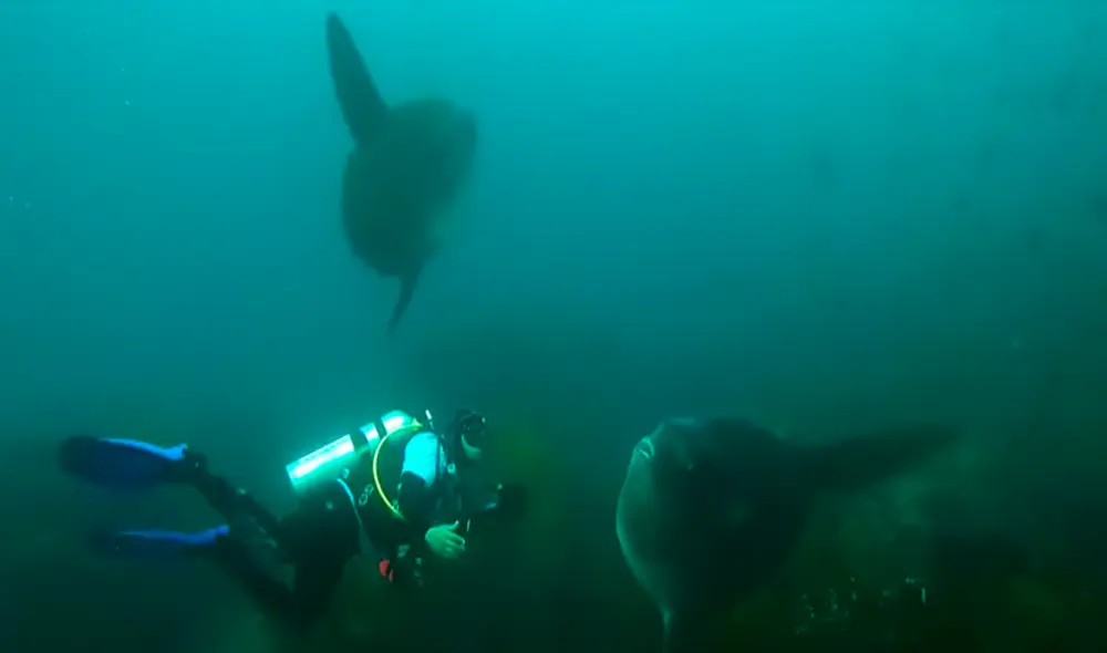 El video ha sido compartido en el canal Rumble Viral. Foto: captura de YouTube