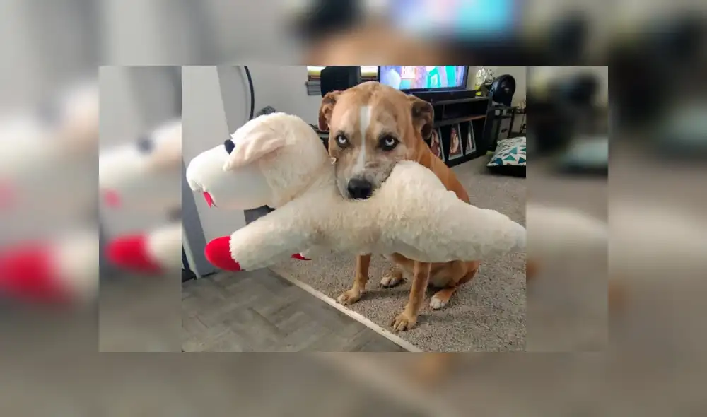 Desliza las imágenes para ver más detalles de esta conmovedora escena que es viral en Facebook.