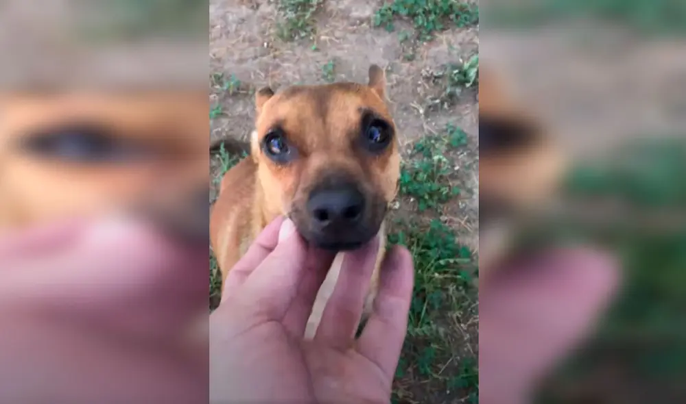 Desliza las imágenes para conocer la historia de una perrita que recibió la ayuda de un hombre para tener un nuevo hogar. Foto: El Dodo/ Referencial