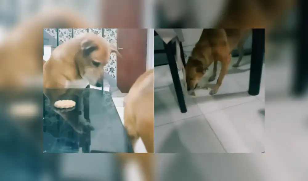 Desliza las imágenes para ver más sobre este inocente perro que fue culpado por su 'amigo'. (Foto: captura) Desliza las imágenes para ver más sobre este inocente perro que fue culpado por su 'amigo'. (Foto: captura)