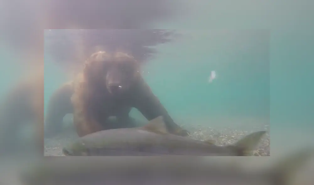 Vía Facebook. Hombre recorría un río en busca de su botín sin imaginar que sería testigo de una extraordinaria escena