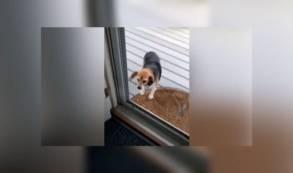 Desliza hacia la izquierda para ver las imágenes del viral de YouTube. Desliza hacia la izquierda para ver las imágenes del viral de YouTube.