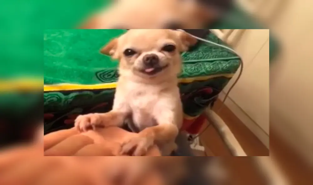 En Facebook, una pareja mencionó amorosas frases a su mascota y este les agradeció con una curiosa sonrisa. En Facebook, una pareja mencionó amorosas frases a su mascota y este les agradeció con una curiosa sonrisa.