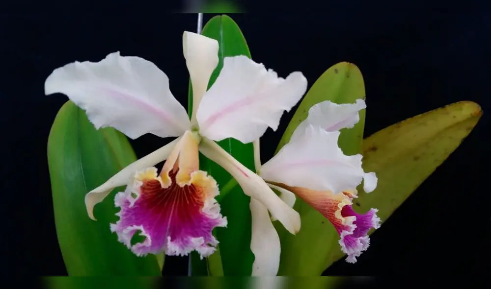 Moyobamba se alista para su celebrar el 23° Festival de la Orquídea 2018