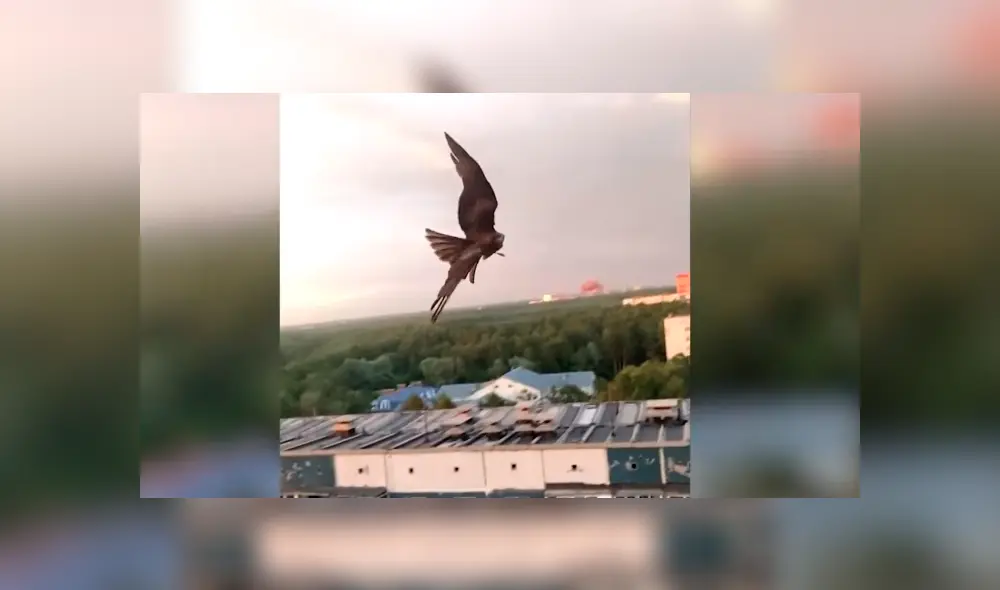 Desliza la imagen para verlas todas. Foto: nikolaybelozerov312/CaterClips/YouTube