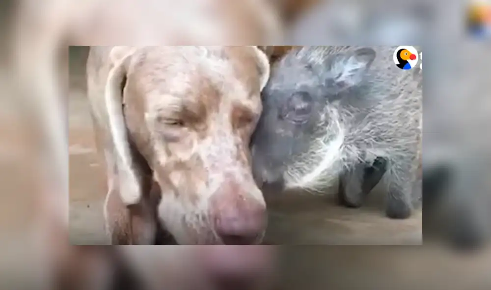 Desliza hacia la izquierda para ver las conmovedoras imágenes del video viral de YouTube.