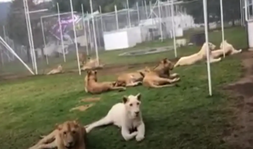 Desliza hacia la izquierda para ver las imágenes del video viral. Foto: Captura de Facebook.