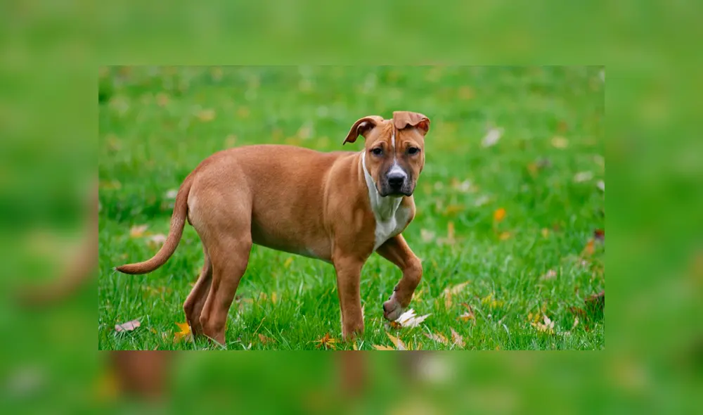 Perro muere al recibir descarga eléctrica mientras paseaba con su dueña por una plaza [VIDEO]