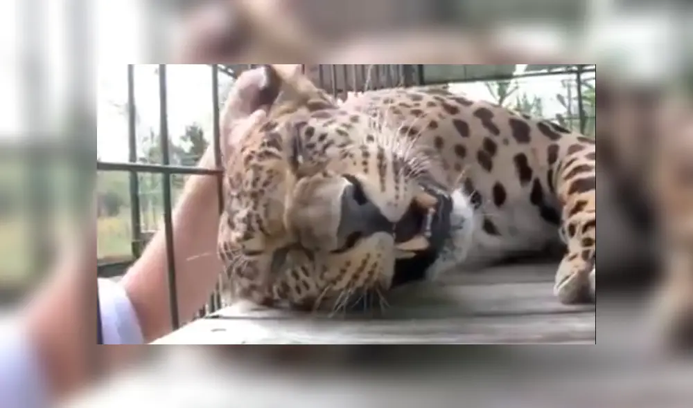 En YouTube, un hombre no tuvo miedo al pretender acariciar a un peligroso leopardo que lo sorprendió con su reacción. En YouTube, un hombre no tuvo miedo al pretender acariciar a un peligroso leopardo que lo sorprendió con su reacción.
