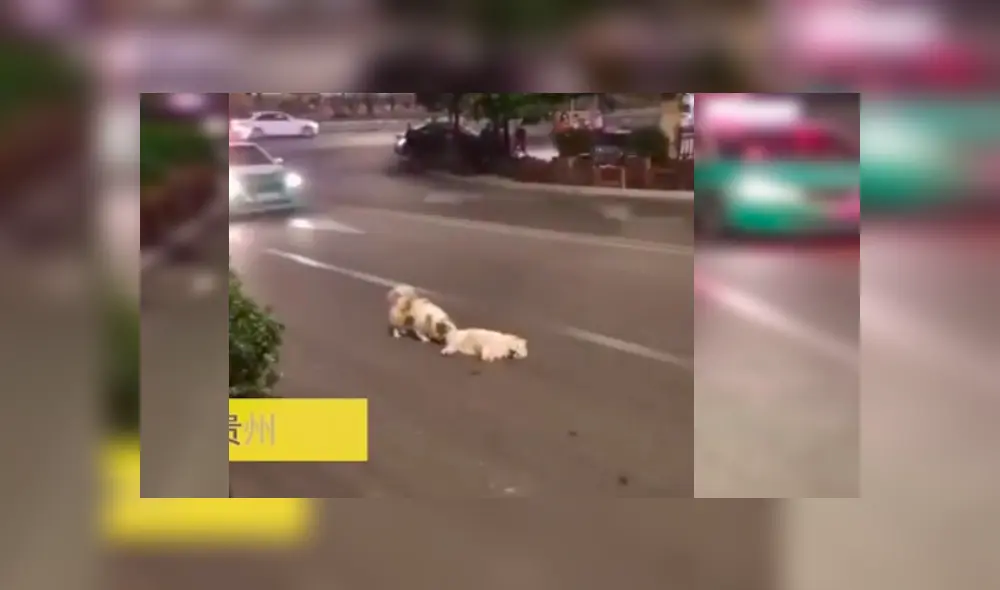 La conducta del can conmovió a conductores y transeúntes, quienes no dudaron en grabarlo y compartirlo en las redes La conducta del can conmovió a conductores y transeúntes, quienes no dudaron en grabarlo y compartirlo en las redes