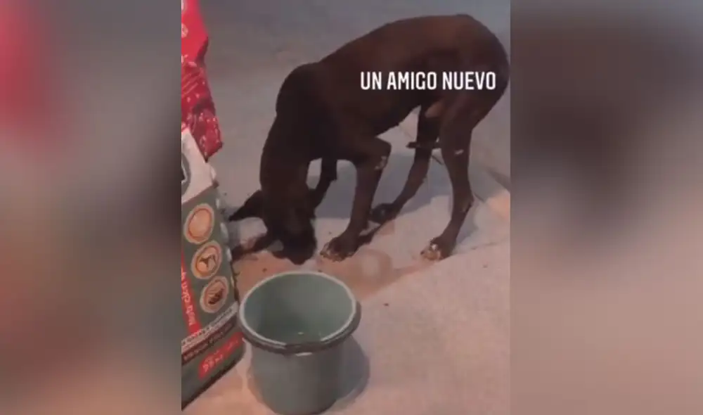 Desliza las imágenes para ver más detalles sobre esta conmovedora historia. Foto: captura de TikTok